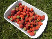 Jahodník - plody jahody (Fragaria)