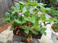 Převislé jahody (Fragaria)