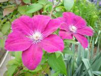Powojnik (Clematis)