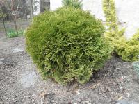 Zerav západní 'Tiny Tim' (Thuja occidentalis)