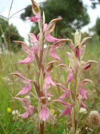Vstavač (Orchis sancta)