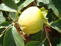 Tomel japonský (Diospyros kaki)