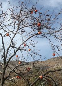 Tomel japonský - plody na stromě (Diospyros Kaki)