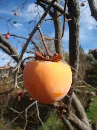 Tomel japonský (Diospyros kaki)