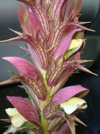 Paznehtník syrský (Acanthus syriacus)