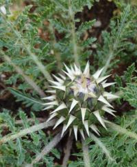Serratula (Serratula pusilla)