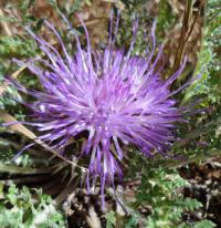 Serratula (Serratula pusilla)