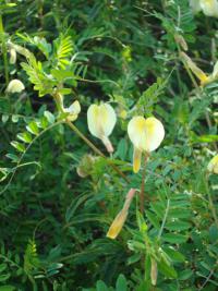 Vikev zvrhlá (Vicia hybrida)