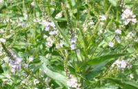 Rozrazil drchničkovitý (Veronica anagalis aquatica)