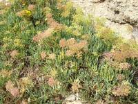 Motar přímořský (Crithmum maritimum)