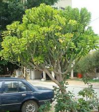 Pryšec (Euphorbia neriifolia)