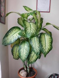 Difenbachie pestrá (Dieffenbachia seguine)