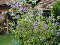 Lilkovník hořcokvětý - hořcový stromek (Lycianthes rantonnei)