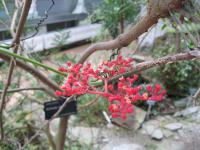 Schotia (Schotia)