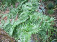Schotia (Schotia)