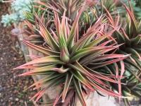 Havortie (Haworthia)