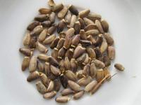 Ostropestřec mariánský (Silybum marianum)