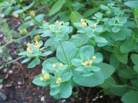 Pryšec kosmatý (Euphorbia villosa)