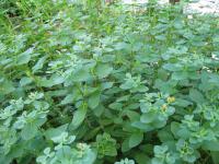 Pryšec kosmatý (Euphorbia villosa)