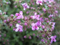 Mateřídouška (Thymus herba barona)