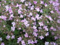 Mateřídouška (Thymus herba barona)