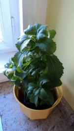 Stévie sladká (Stevia rebaudiana)