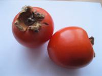 Tomel japonský (Diospyros kaki)