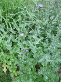 Ostropestřec mariánský (Silybum marianum)