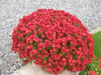Chryzantéma (Chrysanthemum)