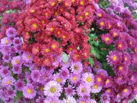 Chryzantéma (Chrysanthemum)