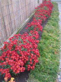 Chryzantéma (Chrysanthemum)