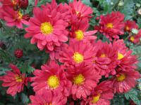 Chryzantéma (Chrysanthemum)