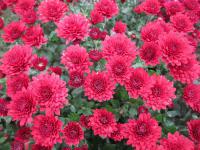 Chryzantéma (Chrysanthemum)