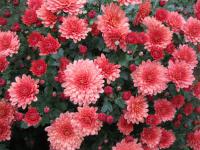 Chryzantéma (Chrysanthemum)