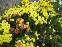 Chryzantéma (Chrysanthemum)