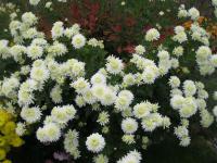 Chryzantéma (Chrysanthemum)