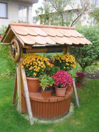 Chryzantéma (Chrysanthemum)