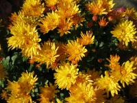 Chryzantéma (Chrysanthemum)