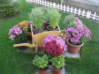 Chryzantéma (Chrysanthemum)