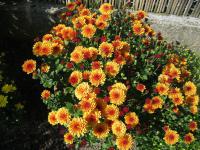 Chryzantéma (Chrysanthemum)