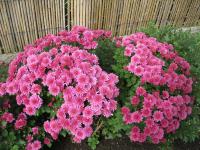 Chryzantéma (Chrysanthemum)