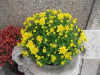 Chryzantéma (Chrysanthemum)