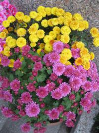 Chryzantéma (Chrysanthemum)