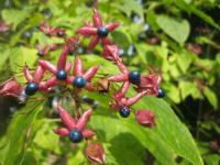 Blahokeř trojmý (Clerodendrum trichotomum var fargesii)