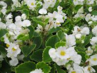 Begonie stálokvětá