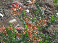 Vřesovec (Erica sessiliflora)