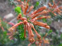 Vřesovec (Erica sessiliflora)