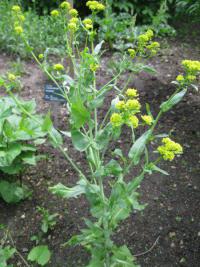 Boryt barvířský (Isatis tinctoria)