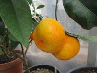 Mandarinka obecná (Citrus reticulata)