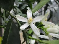 Mandarinka obecná (Citrus reticulata)